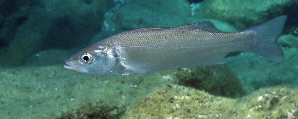 Branzino