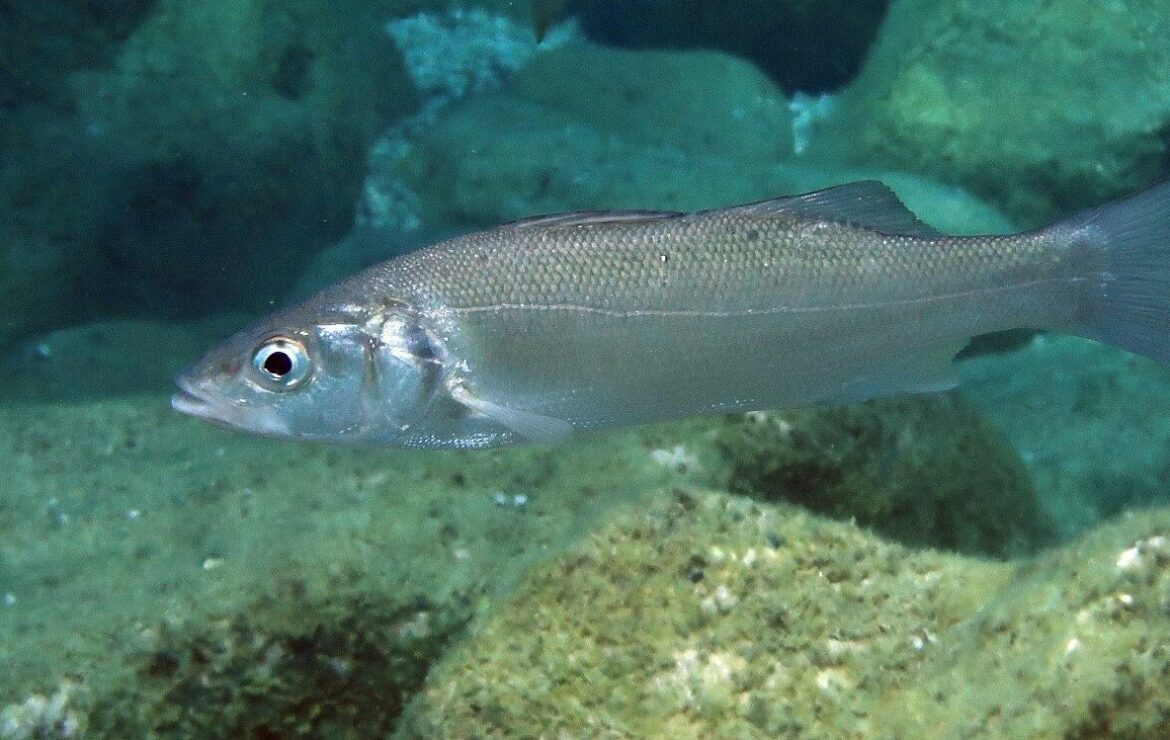 La Vita Segreta del Branzino