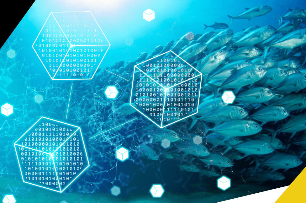 blockchain, settore ittico