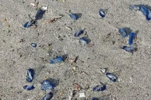 Ostia e le Spiagge Blu: Invasione di Creature Misteriose
