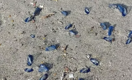 Ostia e le Spiagge Blu: Invasione di Creature Misteriose